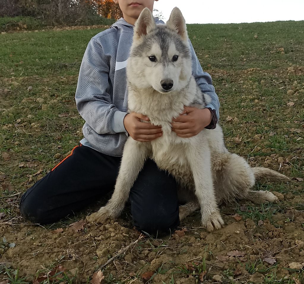 Des Nordistes Gersois - Siberian Husky - Portée née le 23/06/2021